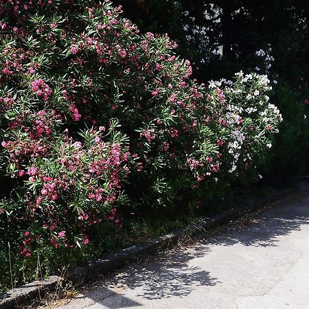 Apartment Garden Kotor Dış mekan fotoğraf